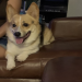 corgi rescue arizona