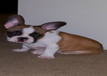 french bulldogs for sale in kentucky
