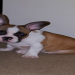 french bulldogs for sale in kentucky