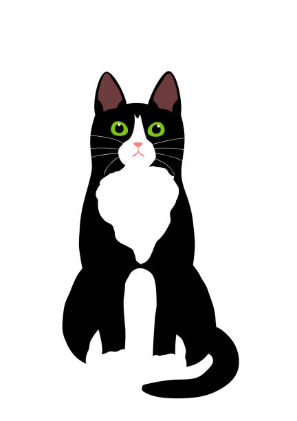 tuxedo cat png