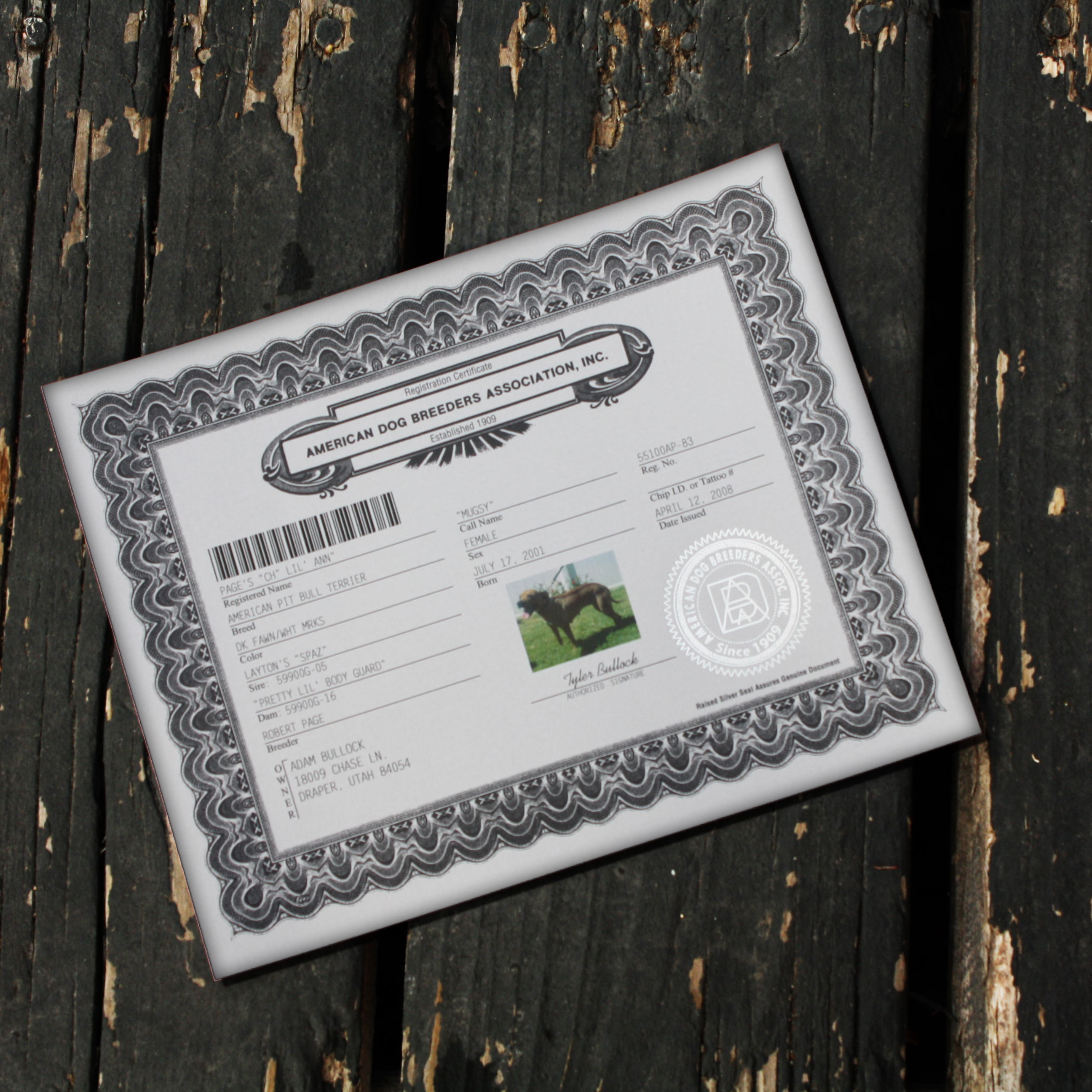 american pitbull registry