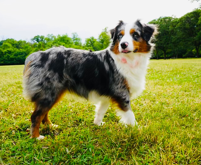 australian shepherd for sale illinois