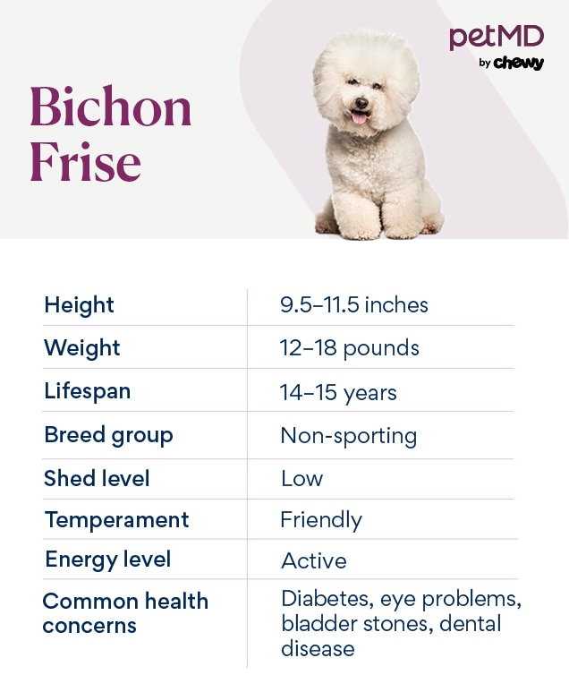bichon frise old age problems