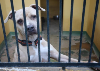 adopt a pet in los angeles