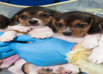 beagle breeders illinois