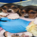beagle breeders illinois