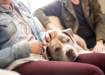 where to rehome dogs