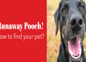 how to find a home for your dog