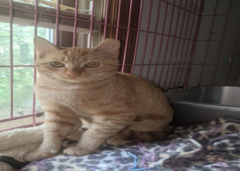 kitten angels petfinder