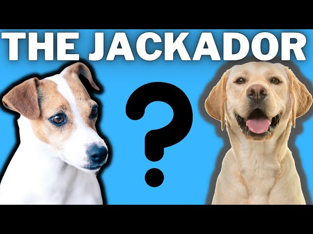 jack russell and labrador