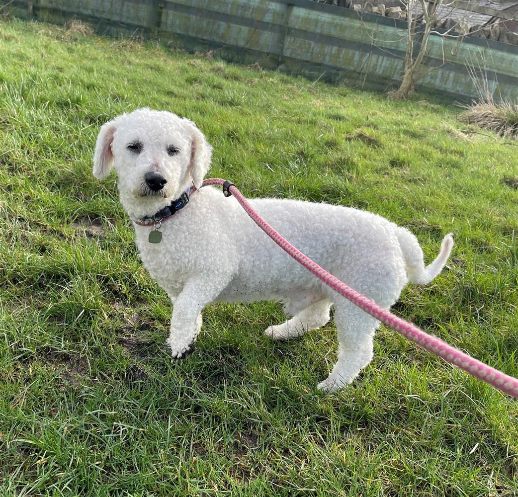 bichon dachshund mix