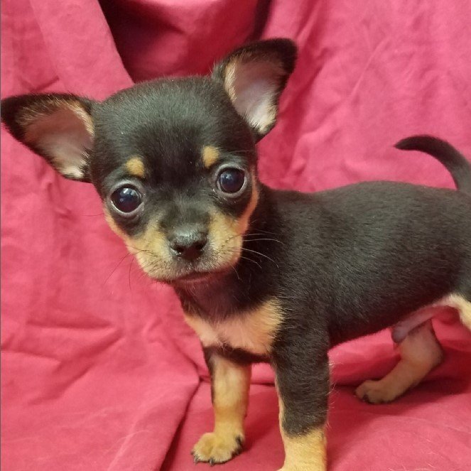 chihuahua puppies for sale florida