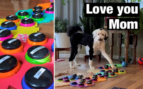 bunny the sheepadoodle