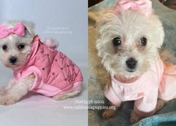 puppies for adoption in los angeles ca