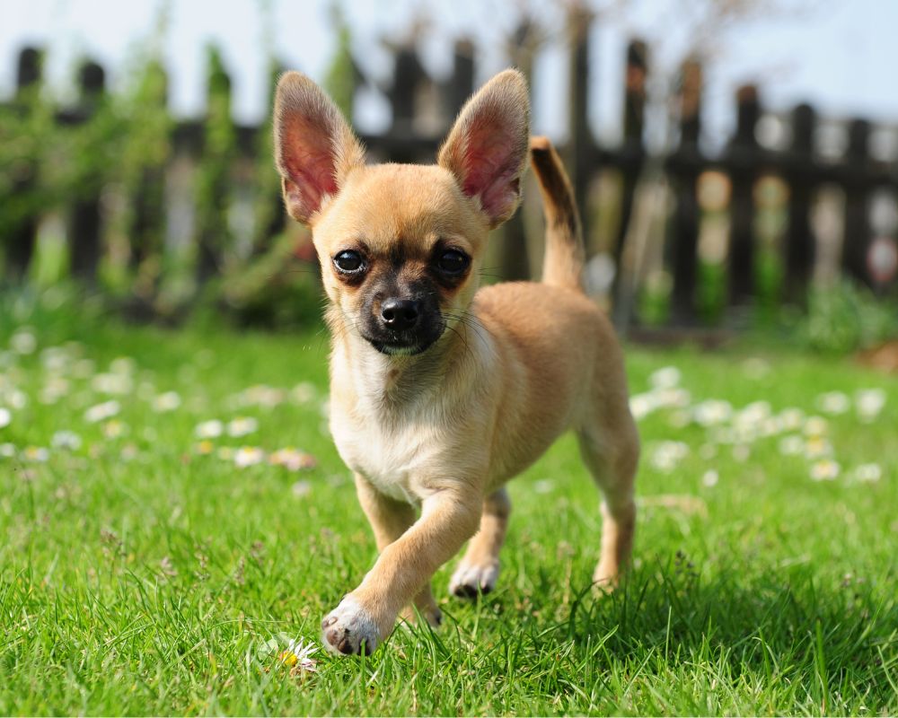 chihuahua puppies indiana