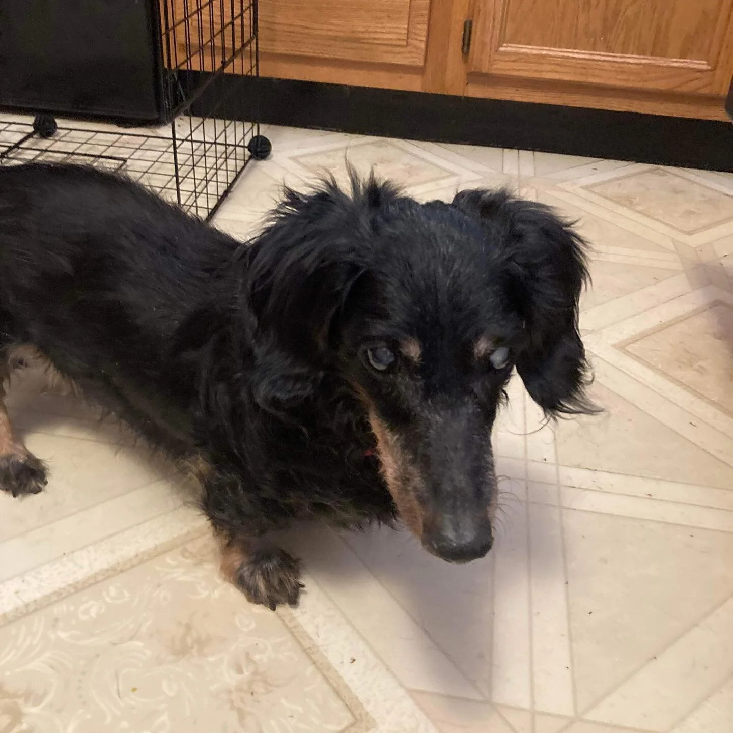 dachshund rescue ky