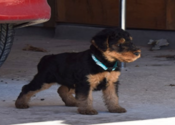welsh terrier pups for sale