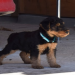 welsh terrier pups for sale