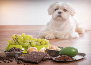 best dog food for a maltipoo