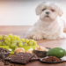 best dog food for a maltipoo