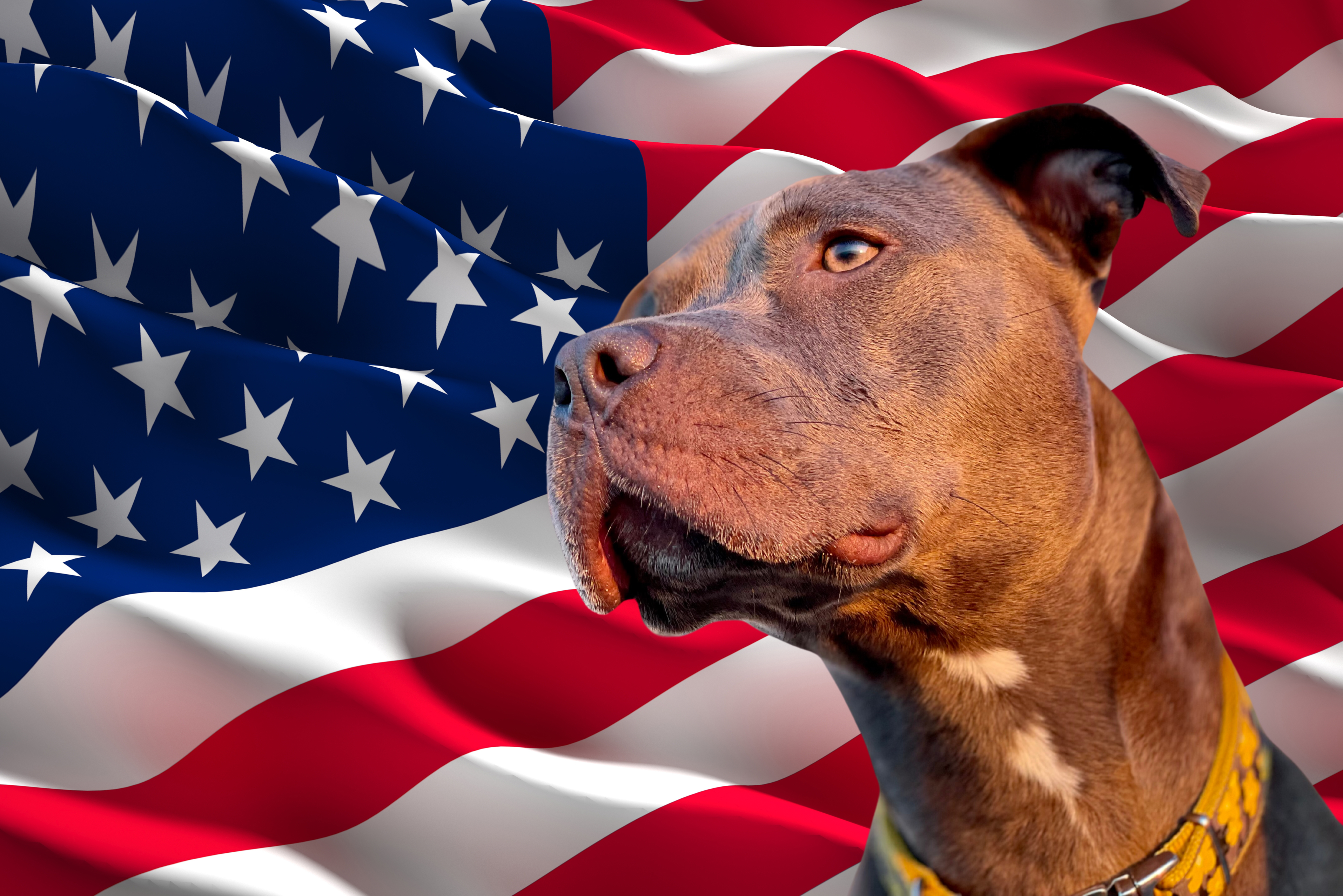 united states dog