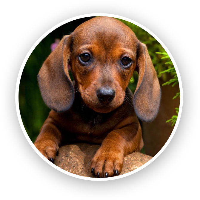 dachshund puppy for sale near me