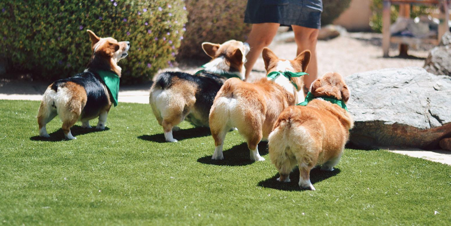 arizona corgi rescue