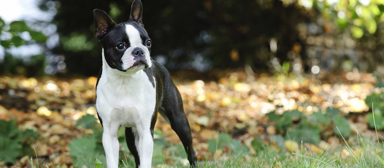 boston terrier puppy for sale near me