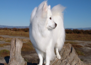 fluffy dogs for sale