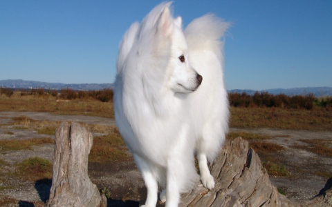 fluffy dogs for sale