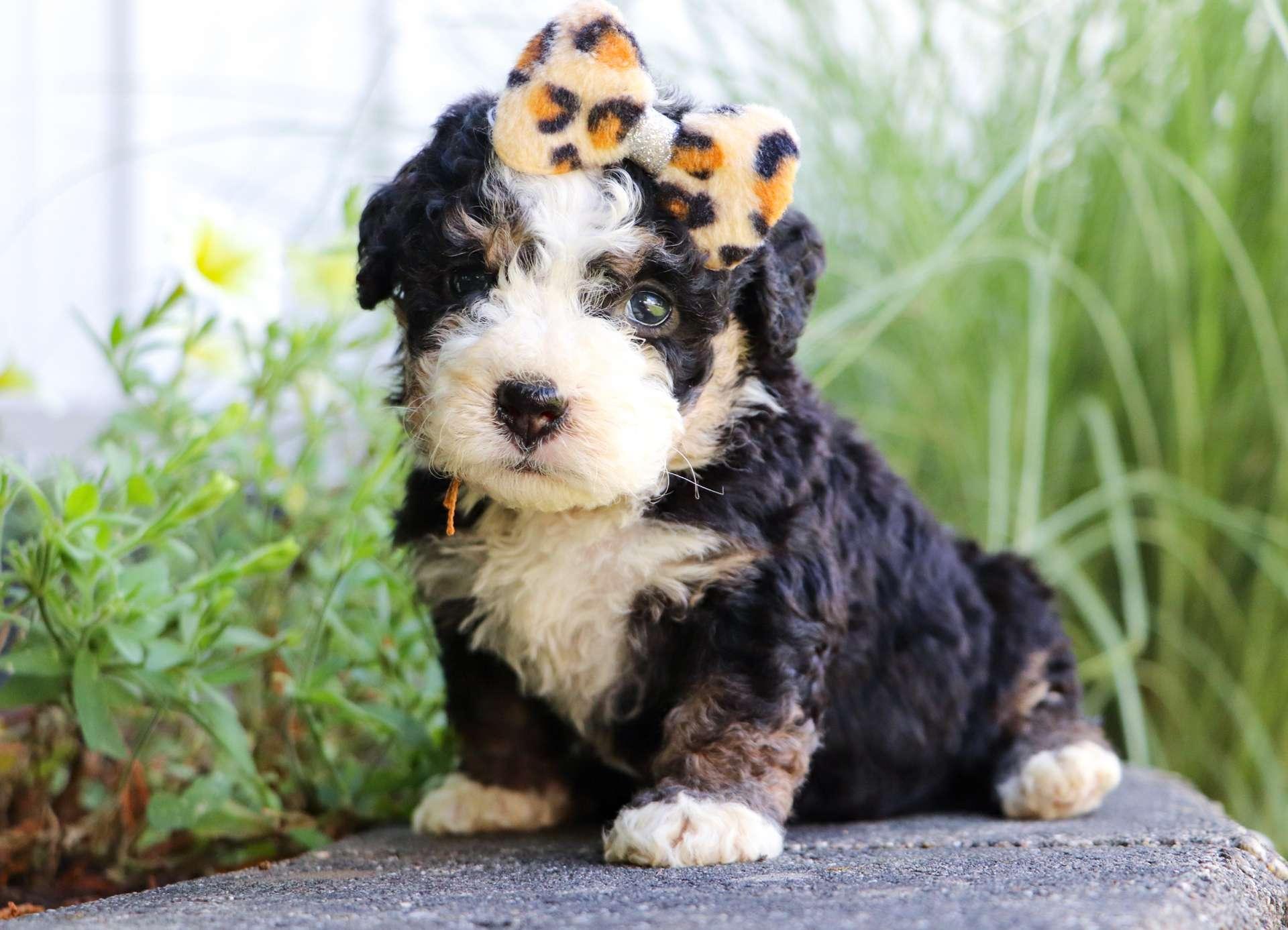 bernedoodle south carolina