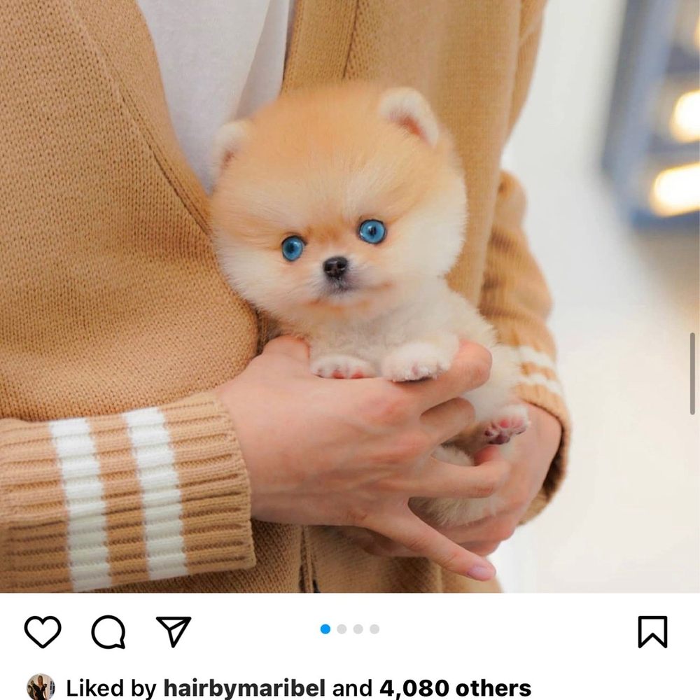 pet shops that sell dogs near me