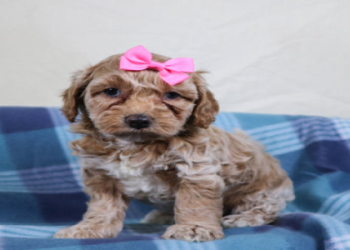 cockapoo puppies washington