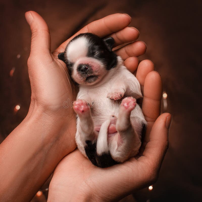 shih tzu newborn