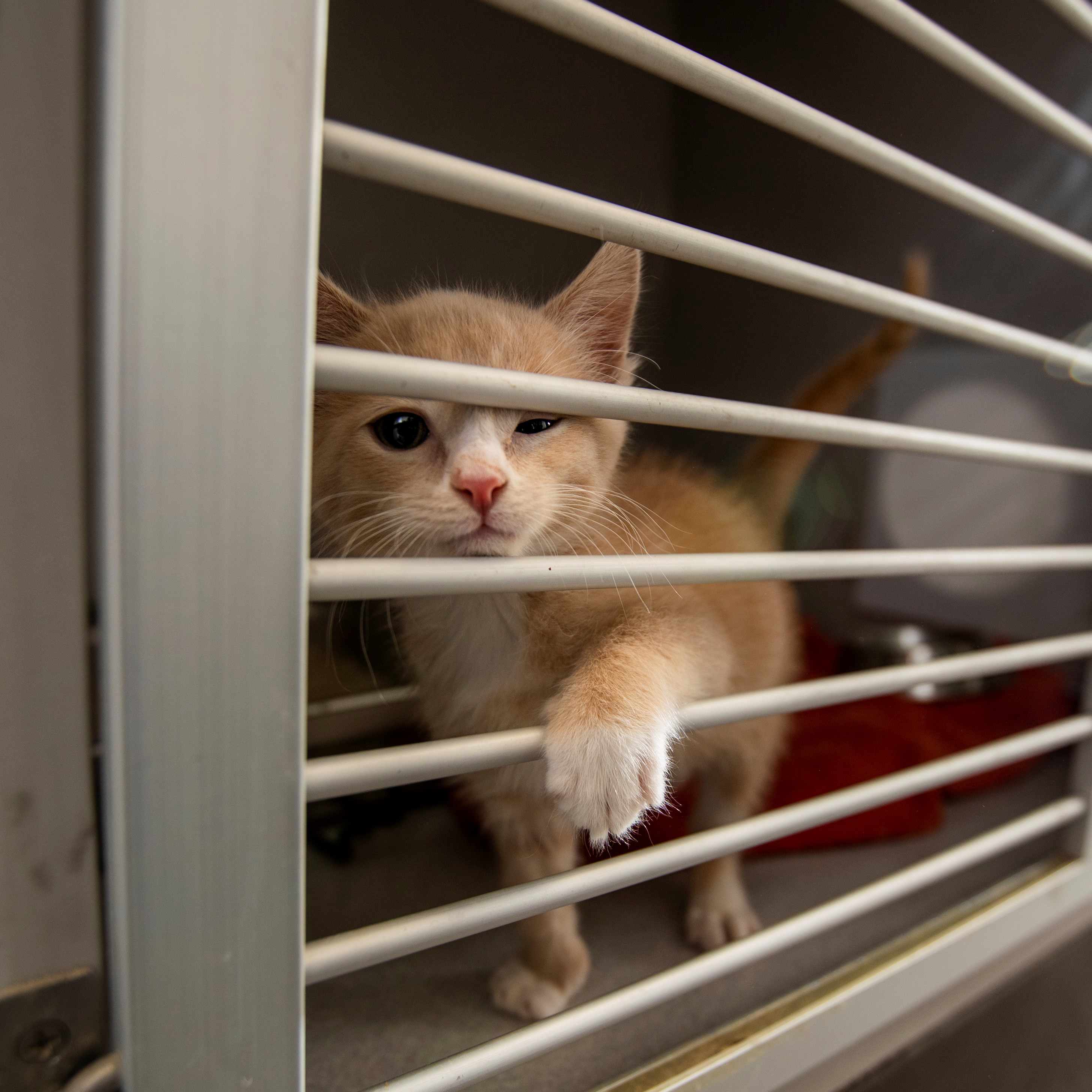 same day kitten adoption near me