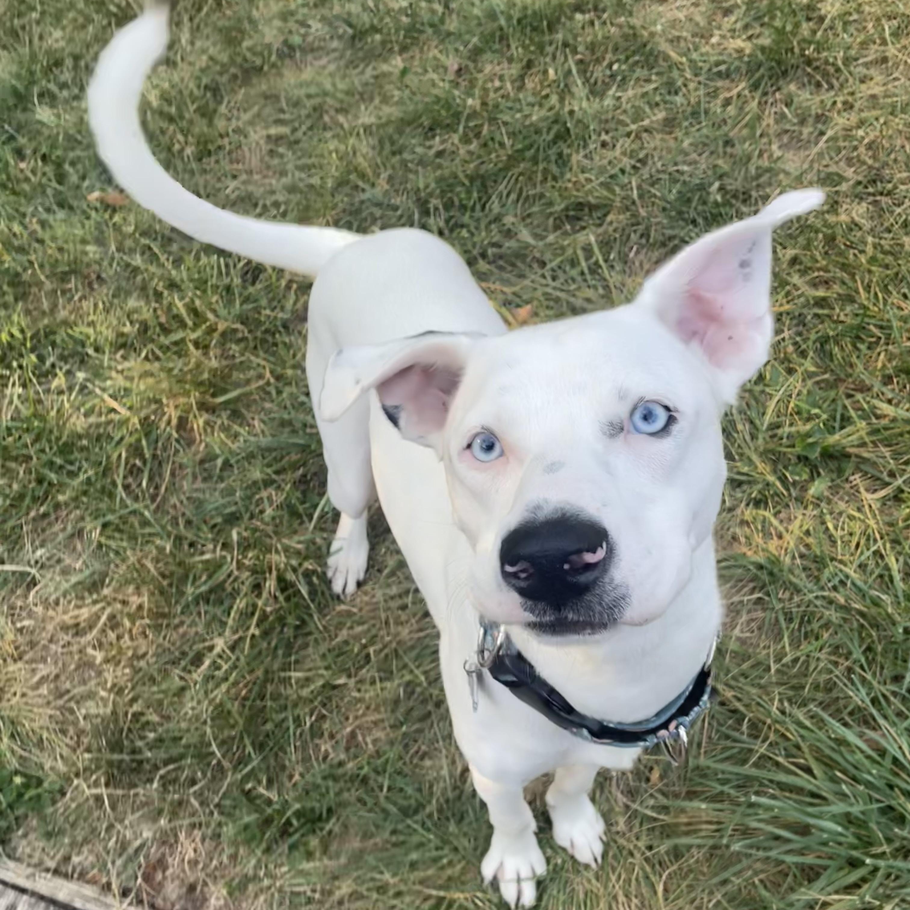 petfinder columbus ohio dogs