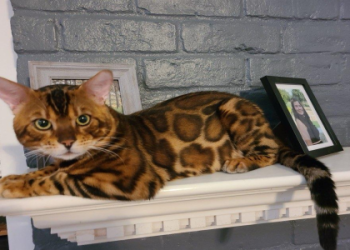 bengal cat rescue texas