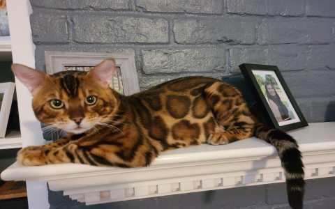 bengal cat rescue texas