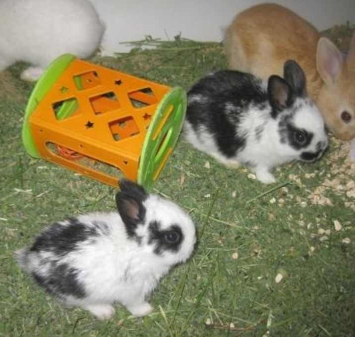 bunnies for sale at petsmart