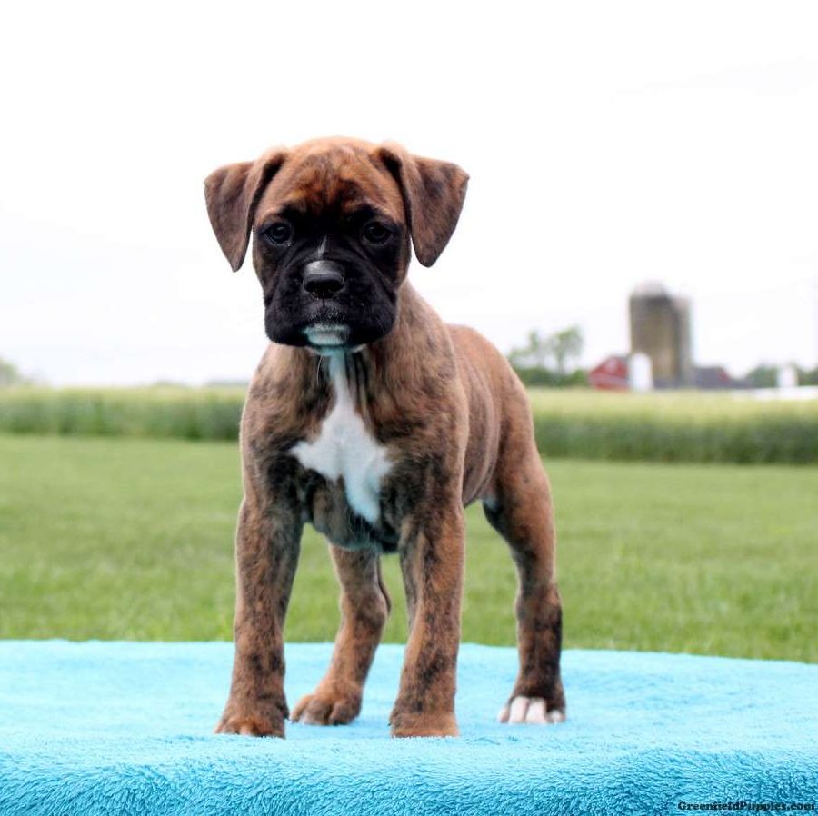 boxer puppies in pa