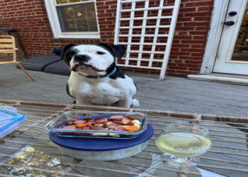 petfinder charlottesville