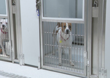 dog shelters near me within 20 mi