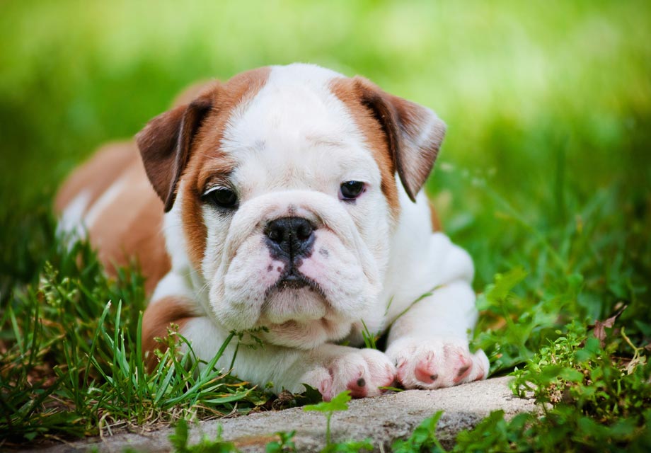 english bulldog breeders texas
