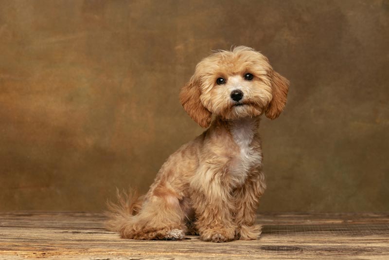 maltipoo haircuts styles pictures