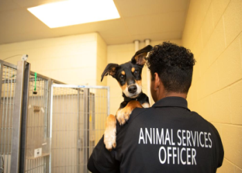 small dog animal shelters