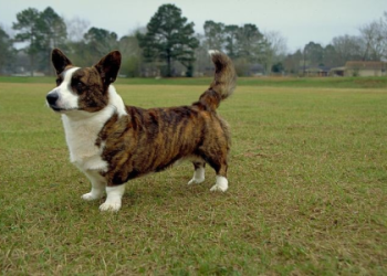welsh corgi boston terrier mix