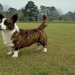 welsh corgi boston terrier mix