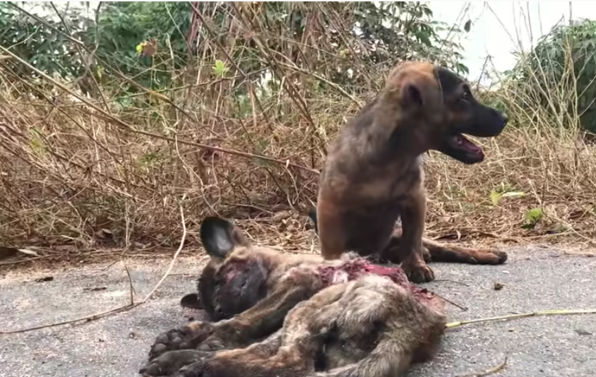 who to call to pick up a dog