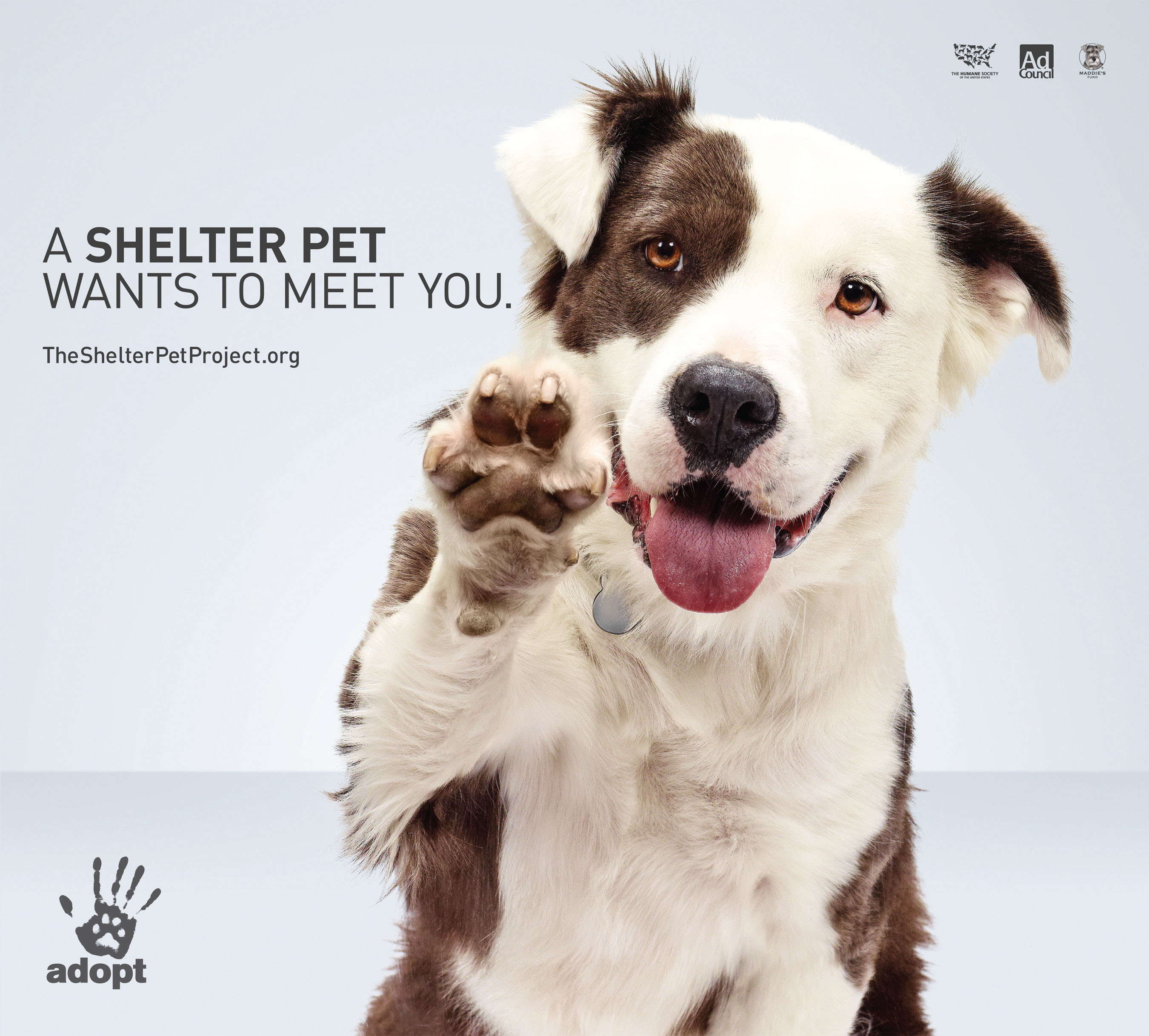 dog shelter ads