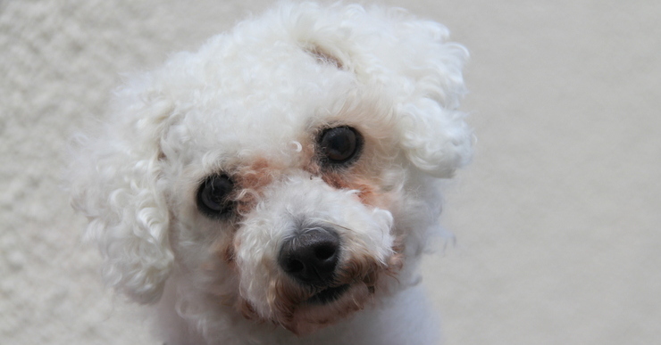 bichon frise old age problems